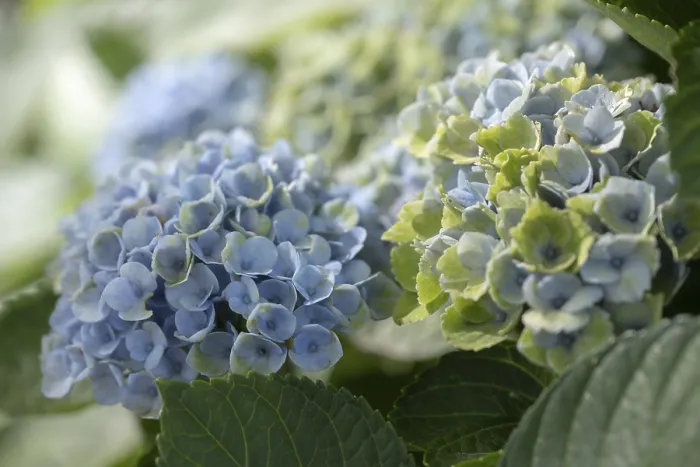 Gerahmter Druck : Hydrangea (Hydrangea macrophylla) Gerahmter Druck : Hydrangea (Hydrangea macrophylla)