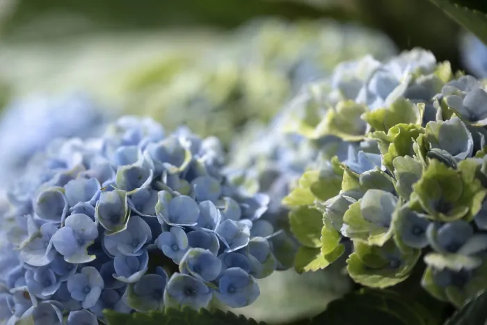 Gerahmter Druck : Hydrangea (Hydrangea macrophylla) Gerahmter Druck : Hydrangea (Hydrangea macrophylla)