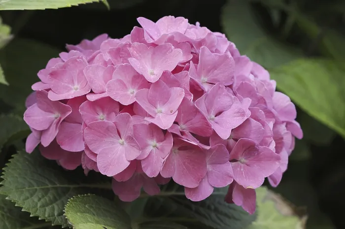 Gerahmter Druck : Hydrangea (Hydrangea macrophylla) Gerahmter Druck : Hydrangea (Hydrangea macrophylla)