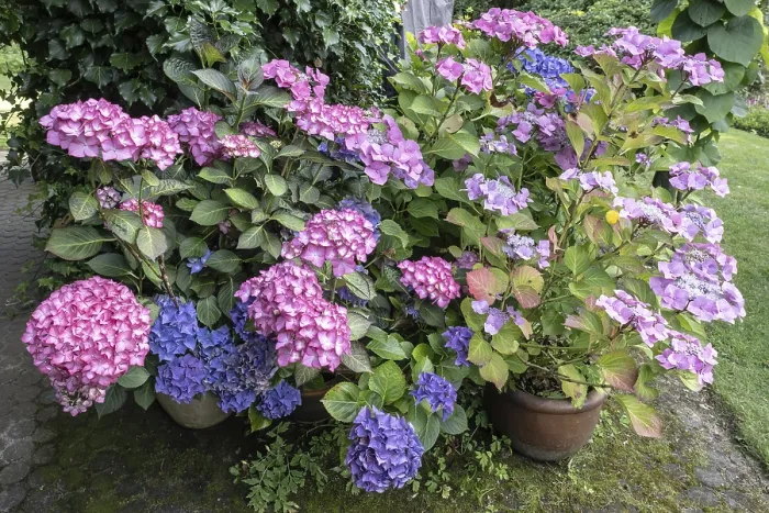 Gerahmter Druck : Hydrangea (Hydrangea macrophylla) Gerahmter Druck : Hydrangea (Hydrangea macrophylla)