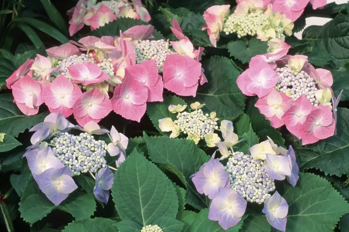Gerahmter Druck : Hydrangea (Hydrangea macrophylla) Gerahmter Druck : Hydrangea (Hydrangea macrophylla)