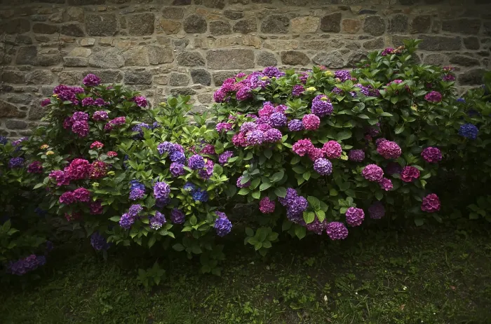 Gerahmter Druck : Hydrangea (Hydrangea macrophylla Hamburg) Gerahmter Druck : Hydrangea (Hydrangea macrophylla Hamburg)