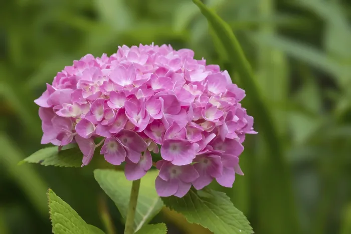 Gerahmter Druck : Hydrangea, Hydrangea, Nordrhein-Westfalen Gerahmter Druck : Hydrangea, Hydrangea, Nordrhein-Westfalen