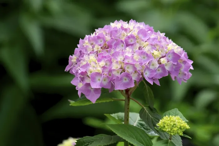 Gerahmter Druck : Hydrangea (Hydrangea), Nordrhein-Westfalen