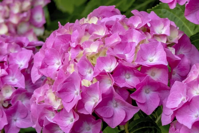 Gerahmter Druck : Hydrangea, Hydrangea, Nordrhein-Westfalen Gerahmter Druck : Hydrangea, Hydrangea, Nordrhein-Westfalen