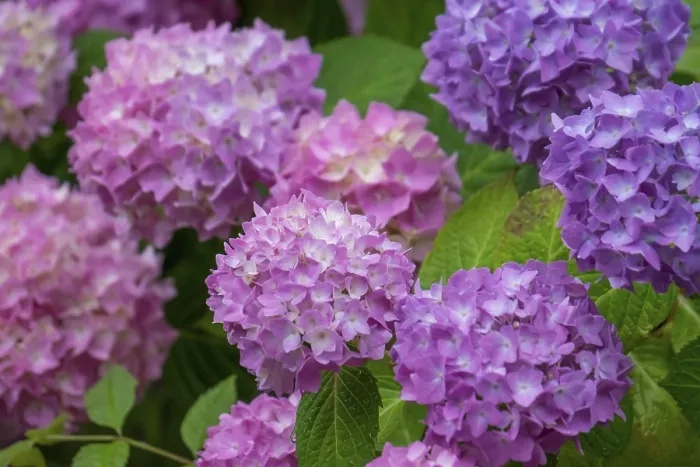 Gerahmter Druck : Hydrangea, Hydrangea, Nordrhein-Westfalen. Gerahmter Druck : Hydrangea, Hydrangea, Nordrhein-Westfalen.