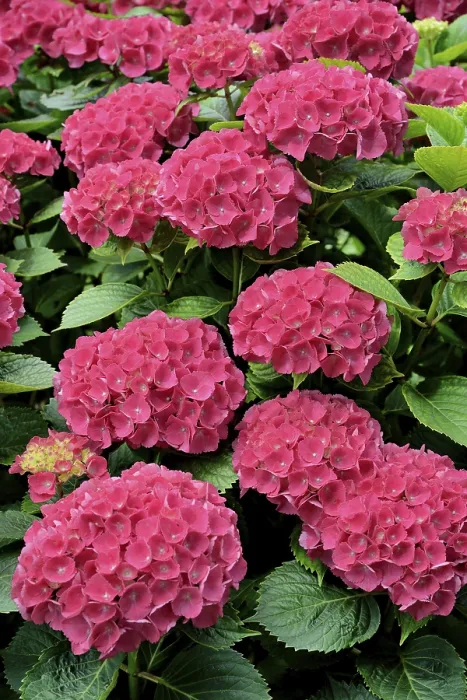 Gerahmter Druck : Hydrangea (Hydrangea), rosa Blüten. Gerahmter Druck : Hydrangea (Hydrangea), rosa Blüten.