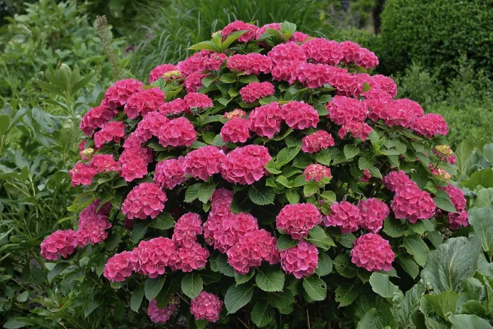 Gerahmter Druck : Hydrangea (Hydrangea), rosa Blüten.