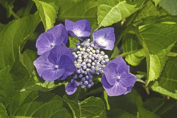 Gerahmter Druck : Hydrangea macrophylla blauer Meister Gerahmter Druck : Hydrangea macrophylla blauer Meister