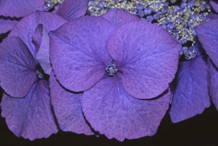 Gerahmter Druck : Hydrangea macrophylla blauer Meister Gerahmter Druck : Hydrangea macrophylla blauer Meister