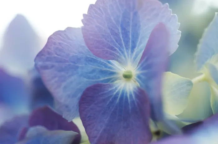 Gerahmter Druck : Hydrangea macrophylla Strauch. Gerahmter Druck : Hydrangea macrophylla Strauch.