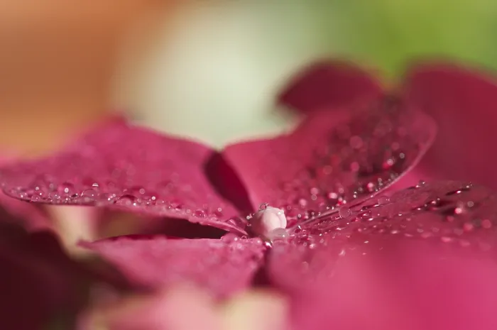 Gerahmter Druck : Hydrangea macrophylla Strauch Gerahmter Druck : Hydrangea macrophylla Strauch