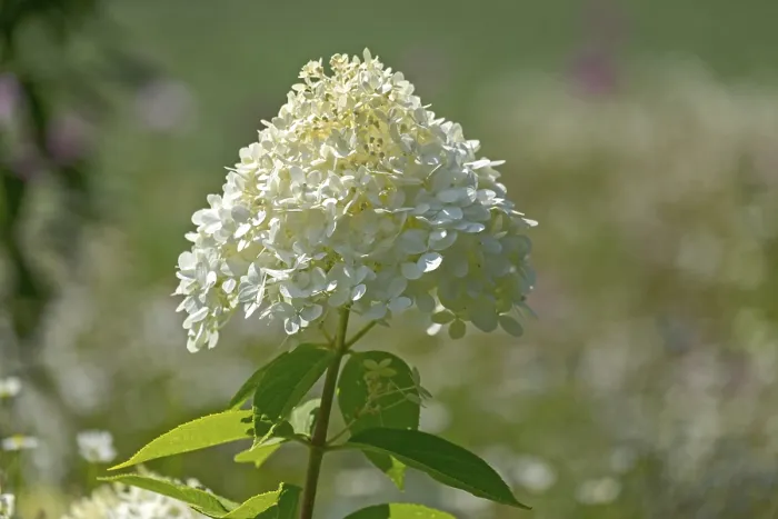 Gerahmter Druck : Hydrangea paniculata, Niederlande. Gerahmter Druck : Hydrangea paniculata, Niederlande.