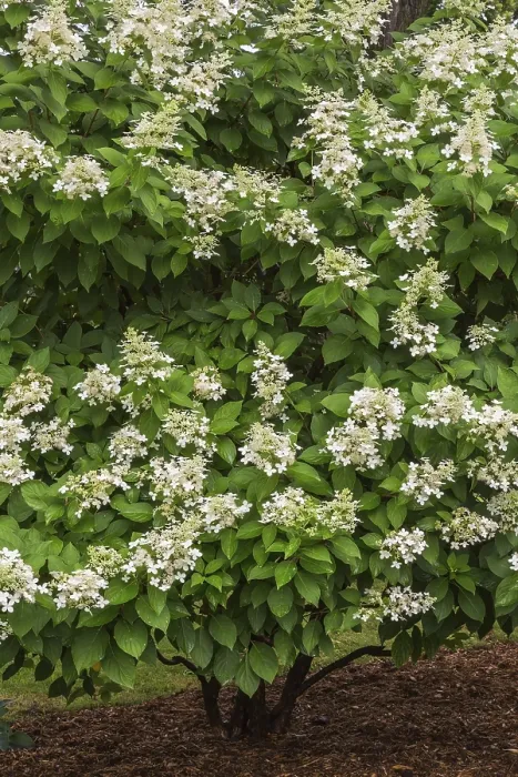 Gerahmter Druck : Hydrangea paniculata im Sommer, Quebec, Kanada. Gerahmter Druck : Hydrangea paniculata im Sommer, Quebec, Kanada.
