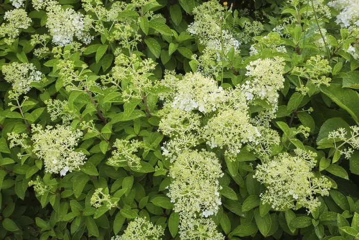 Gerahmter Druck : Hydrangea paniculata im Sommer, Quebec, Kanada. Gerahmter Druck : Hydrangea paniculata im Sommer, Quebec, Kanada.
