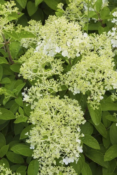 Gerahmter Druck : Hydrangea paniculata im Sommer, Quebec, Kanada. Gerahmter Druck : Hydrangea paniculata im Sommer, Quebec, Kanada.