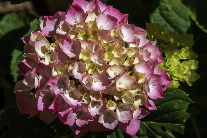 Gerahmter Druck : Hydrangea, rosa blühend, Nahansicht. Gerahmter Druck : Hydrangea, rosa blühend, Nahansicht.