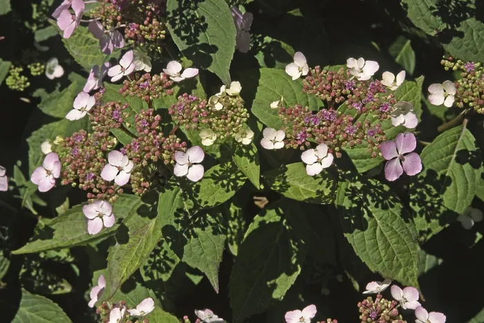 Gerahmter Druck : Hydrangea serrata Bluebird Gerahmter Druck : Hydrangea serrata Bluebird
