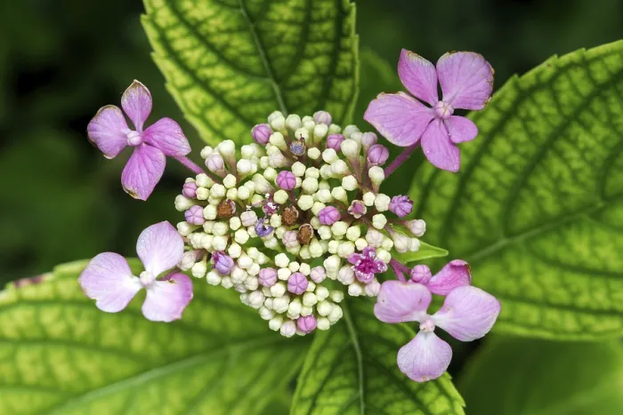 Gerahmter Druck : Hydrangea serrata, Blüte, rosa. Gerahmter Druck : Hydrangea serrata, Blüte, rosa.