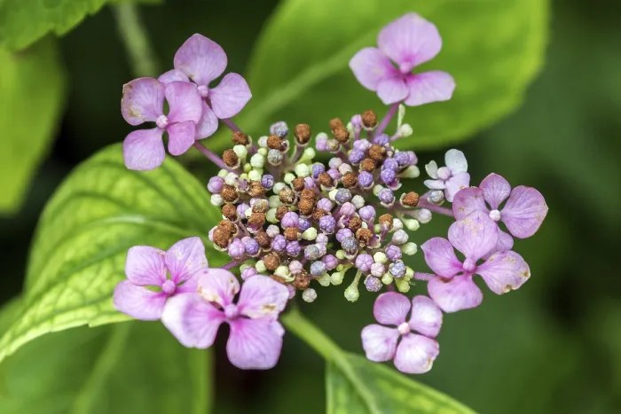 Gerahmter Druck : Hydrangea serrata, Blüte, rosa Gerahmter Druck : Hydrangea serrata, Blüte, rosa