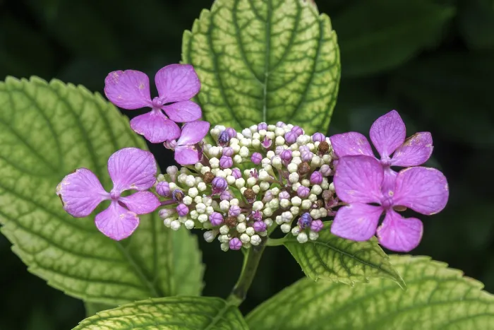 Gerahmter Druck : Hydrangea serrata, Blüte, rosa. Gerahmter Druck : Hydrangea serrata, Blüte, rosa.