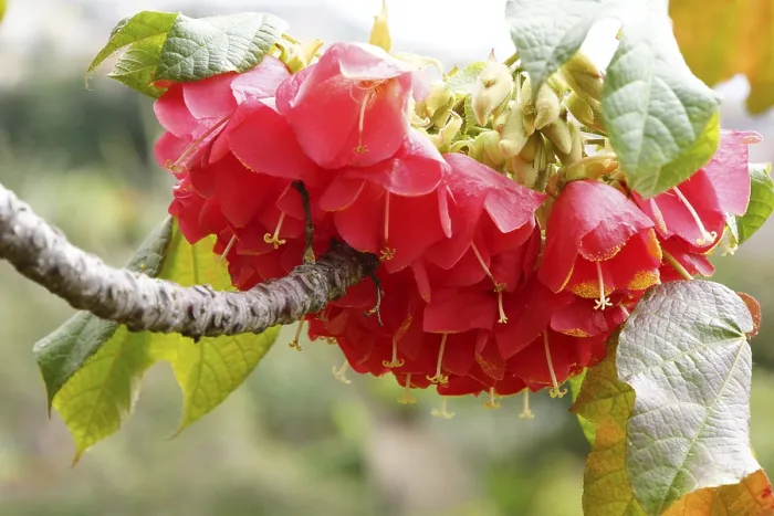 Gerahmter Druck : Dombeya cacuminum Gerahmter Druck : Dombeya cacuminum