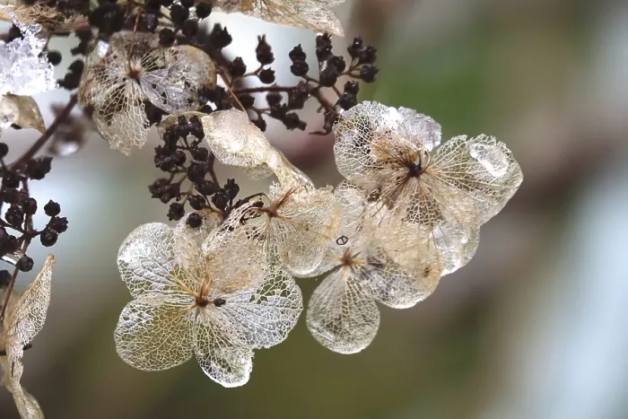 Gerahmter Druck : Hydrangea im Winter, Deutschland Gerahmter Druck : Hydrangea im Winter, Deutschland