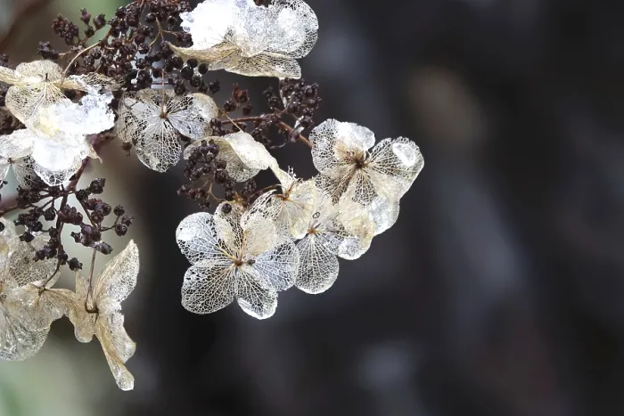Gerahmter Druck : Hydrangea im Winter, Deutschland.
