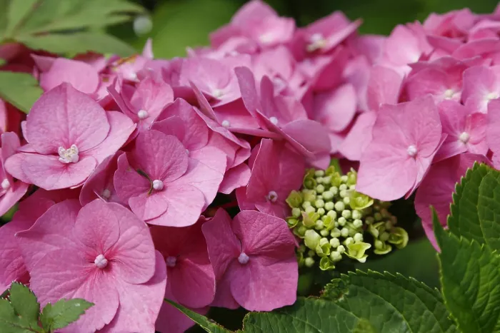 Gerahmter Druck : Hydrangeen (Hydrangea), Zierstrauch. Gerahmter Druck : Hydrangeen (Hydrangea), Zierstrauch.
