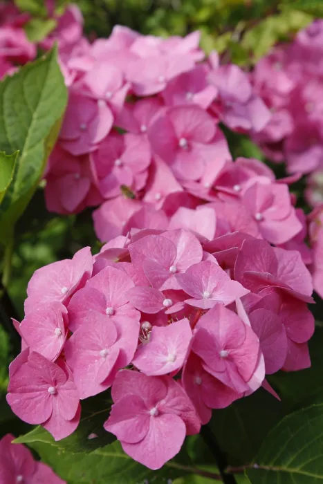 Gerahmter Druck : Hydrangeen (Hydrangea), Zierstrauch. Gerahmter Druck : Hydrangeen (Hydrangea), Zierstrauch.