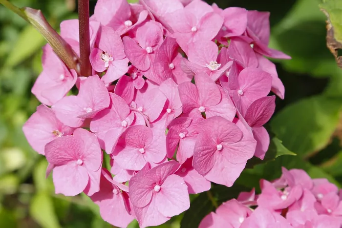 Gerahmter Druck : Hydrangen (Hydrangea), Zierstrauch. Gerahmter Druck : Hydrangen (Hydrangea), Zierstrauch.