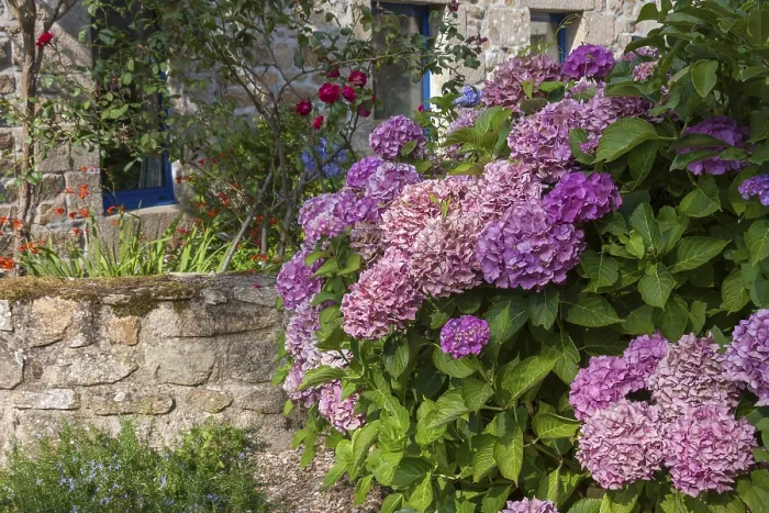 Gerahmter Druck : Hydrangeas vor einem alten Steinpfeiler, Bretagne, Frankreich Gerahmter Druck : Hydrangeas vor einem alten Steinpfeiler, Bretagne, Frankreich