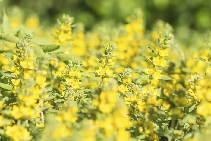 Gerahmter Druck : Hypericum blüht im Garten im Sommer. Gerahmter Druck : Hypericum blüht im Garten im Sommer.