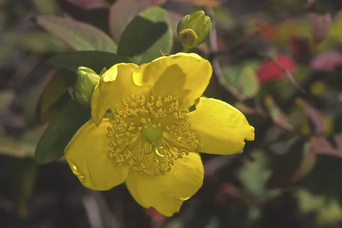 Gerahmter Druck : Hypericum orientalis, Johanniskraut. Gerahmter Druck : Hypericum orientalis, Johanniskraut.