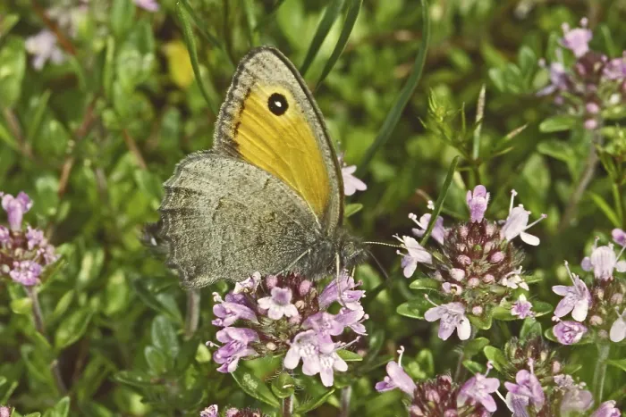 Gerahmter Druck : Hyponephele lycaon, (Maniola lycaon) Gerahmter Druck : Hyponephele lycaon, (Maniola lycaon)