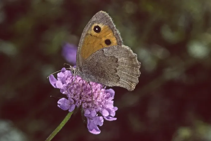 Gerahmter Druck : Hyponephele lycaon, (Maniola lycaon) Gerahmter Druck : Hyponephele lycaon, (Maniola lycaon)