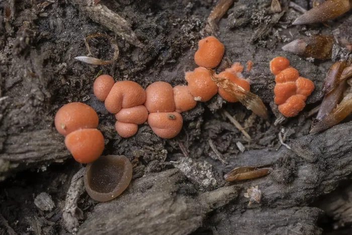 Gerahmter Druck : Hypoxylon fragiforme (Hypoxylon fragiforme) Gerahmter Druck : Hypoxylon fragiforme (Hypoxylon fragiforme)
