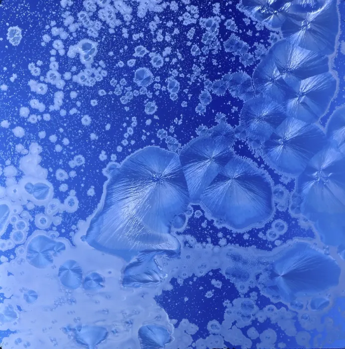 Gerahmter Druck : Eisblumen am Fenster. Gerahmter Druck : Eisblumen am Fenster.