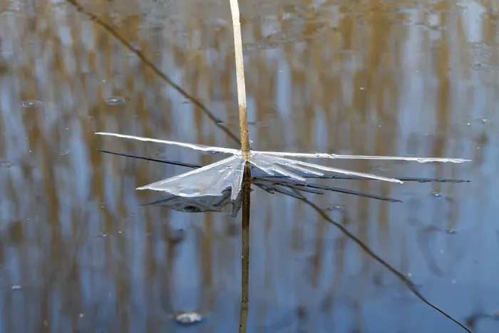 Gerahmter Druck : Eisstrukturen auf einer Schilfblatt in Frühling. Gerahmter Druck : Eisstrukturen auf einer Schilfblatt in Frühling.