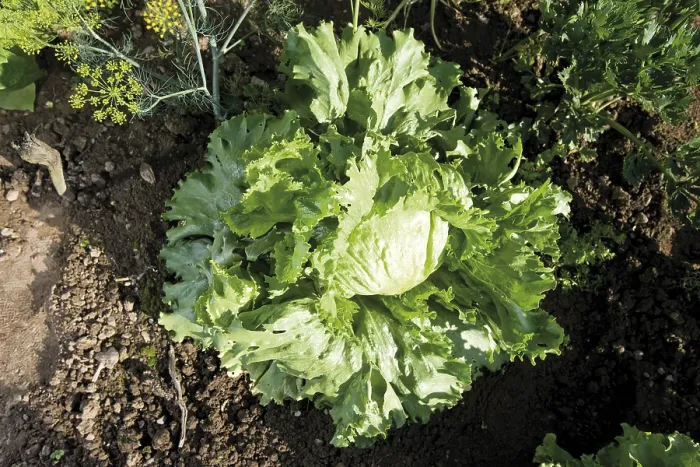 Gerahmter Druck : Eisbergsalat auf einem Bett. Gerahmter Druck : Eisbergsalat auf einem Bett.