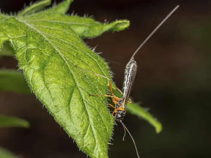 Gerahmter Druck : Ichneumon-Wespe (Dolichomitus-Komplex) Gerahmter Druck : Ichneumon-Wespe (Dolichomitus-Komplex)