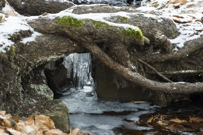Gerahmter Druck : Eiszapfen unter einem Baumwurzel eines kleinen Baches. Gerahmter Druck : Eiszapfen unter einem Baumwurzel eines kleinen Baches.