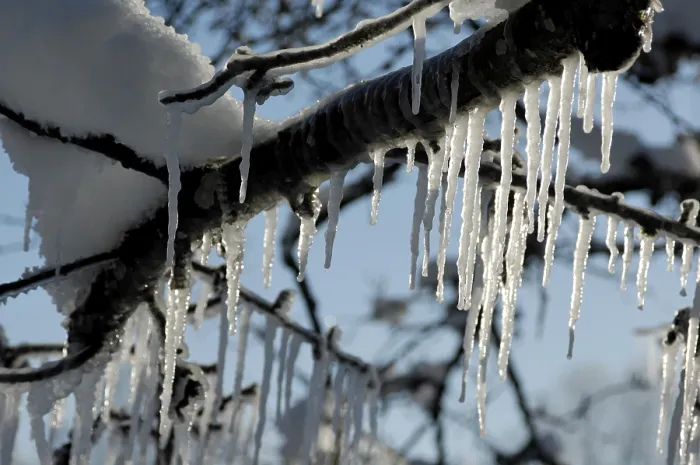 Gerahmter Druck : Eiszapfen an Bäumen und Zweigen. Gerahmter Druck : Eiszapfen an Bäumen und Zweigen.
