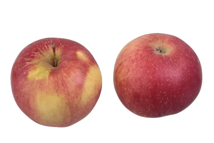 Gerahmter Druck : Idared-Äpfel-Varietät Gerahmter Druck : Idared-Äpfel-Varietät