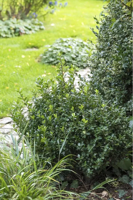 Gerahmter Druck : Ilex crenata 'Robustico' Gerahmter Druck : Ilex crenata 'Robustico'