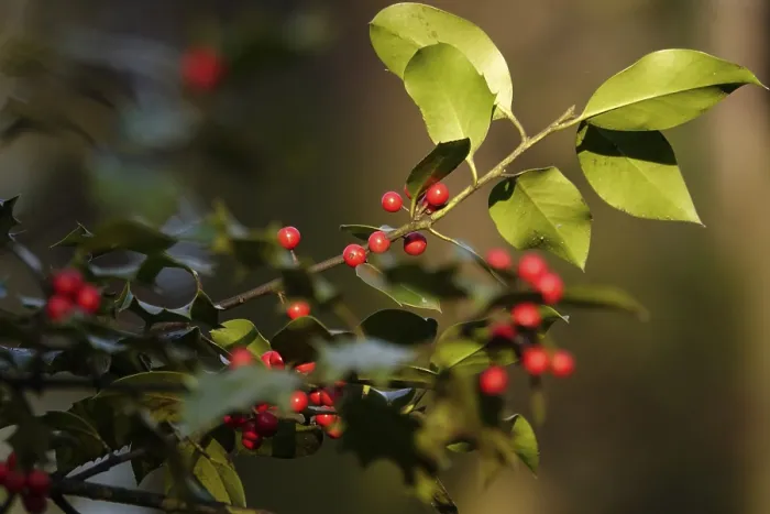 Gerahmter Druck : Ilex, Winter, Deutschland Gerahmter Druck : Ilex, Winter, Deutschland