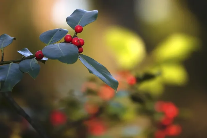 Gerahmter Druck : Ilex, Winter, Deutschland Gerahmter Druck : Ilex, Winter, Deutschland