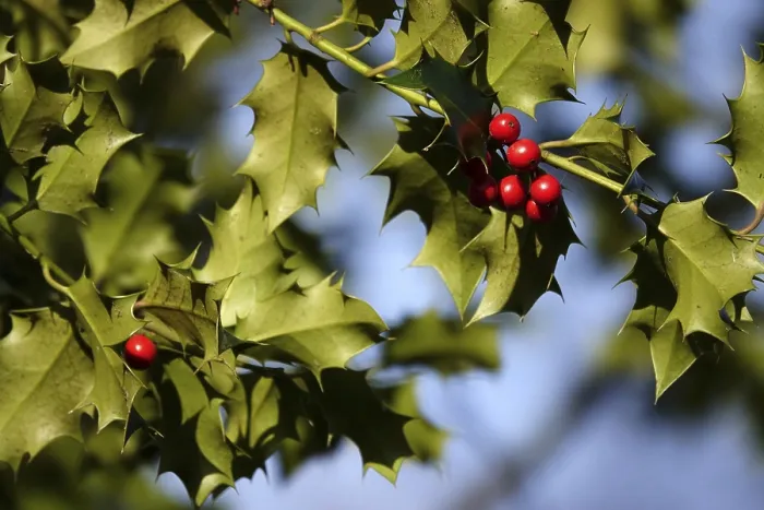 Gerahmter Druck : Ilex, Winter, Deutschland Gerahmter Druck : Ilex, Winter, Deutschland