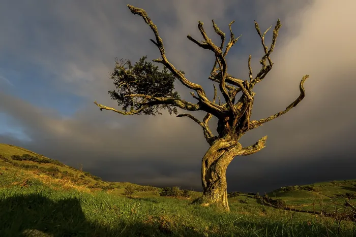 Gerahmter Druck : Illuminierter alter Baum mit dunkler Gewitterwolke. Gerahmter Druck : Illuminierter alter Baum mit dunkler Gewitterwolke.