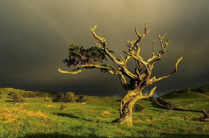 Gerahmter Druck : Illuminierter alter Baum mit dunkelem Gewitterwolken. Gerahmter Druck : Illuminierter alter Baum mit dunkelem Gewitterwolken.